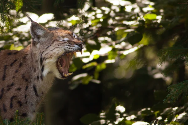 Lynx showing its teeth — Stock Photo, Image