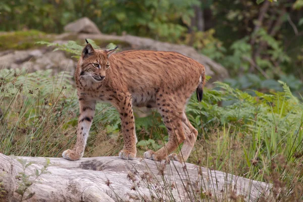 stock image Eurasian lynx (Lynx lynx)