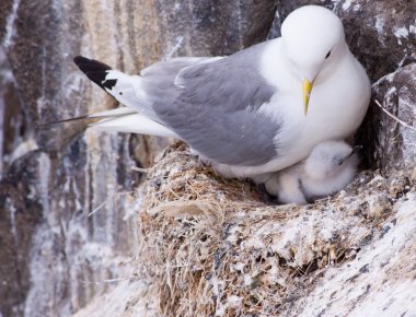 Kittiwake on a nest with a chick and egg clipart