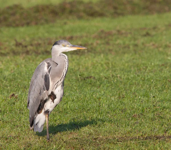 Grey heron on one leg in a grass field — Stock Photo, Image