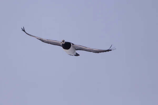 stock image Barnacle Goose in flight