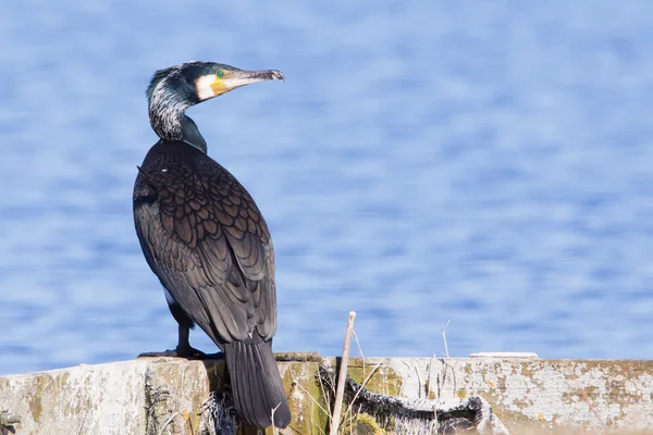 Cormorant sitting on the side of a lake — Stock Photo, Image