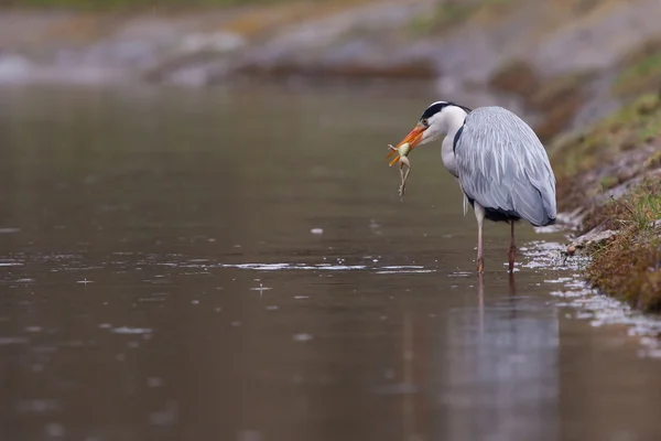 Grey Heron with a frog in its beak — Stock Photo, Image