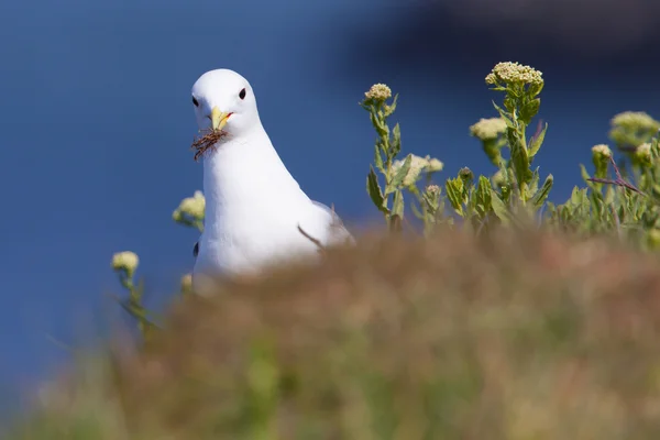 Kittiwake with nesting material on a cliff — Stock Photo, Image