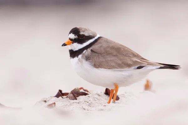 Ringed plover on a beach — Stock Photo, Image