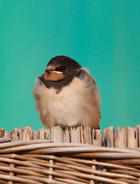 Młody barn swallow — Zdjęcie stockowe