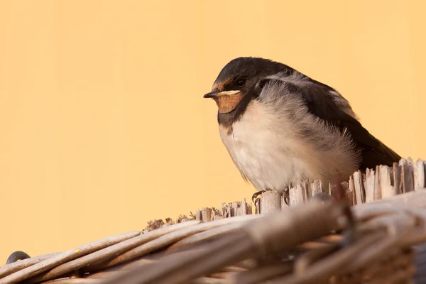 Młody barn swallow — Zdjęcie stockowe