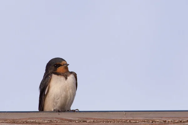 Adult barn swallow — Stock Photo, Image
