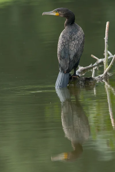 Cormorant sitting on a log in the water — Stock Photo, Image