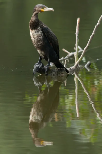 Kormoran sitzt auf einem Baumstamm im Wasser — Stockfoto