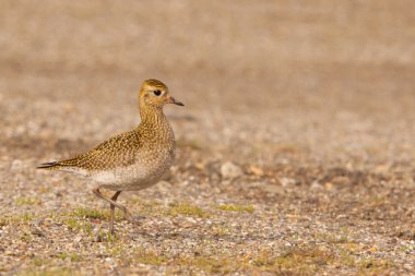 Golden Plover (Pluvialis apricaria) clipart