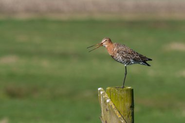 Black tailed Godwit on a post clipart