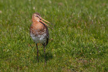 Black tailed Godwit Close-up clipart