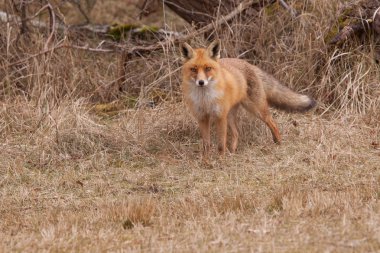 A fox (vulpes vulpes) in its natural habitat clipart