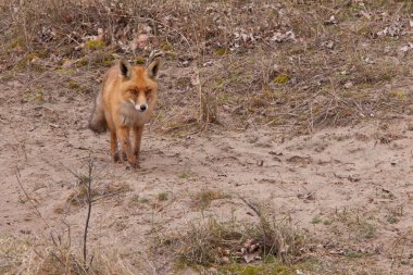 Binturongun doğal yaşam ortamı bir tilki (vulpes vulpes)