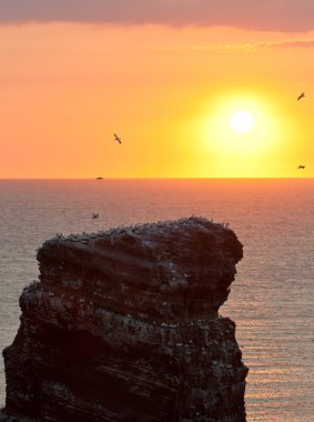 Gannet colony on a rock with a setting sun in the background clipart
