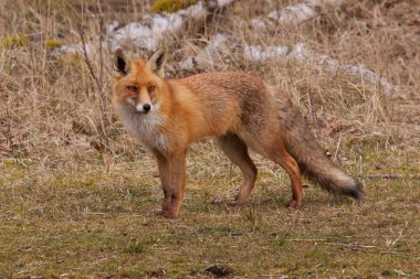 Binturongun doğal yaşam ortamı bir tilki (vulpes vulpes)