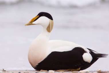 Male eider on a beach clipart