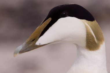 erkek eider portre