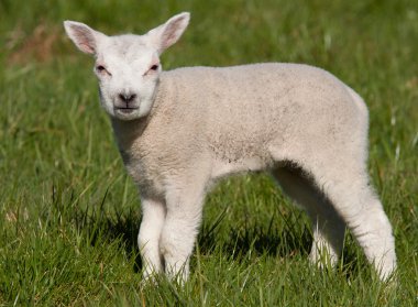 Little lamb in a field clipart