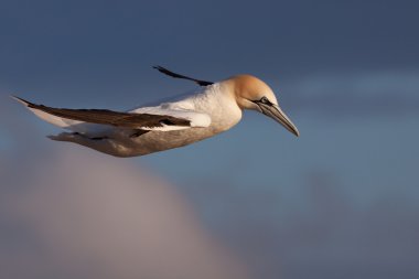 Gannet uçuş