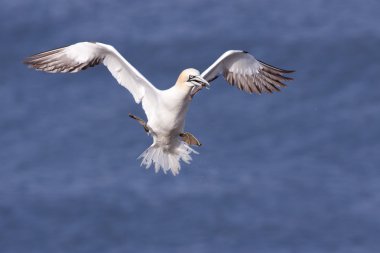 Gannet flying with nesting material in its beak clipart