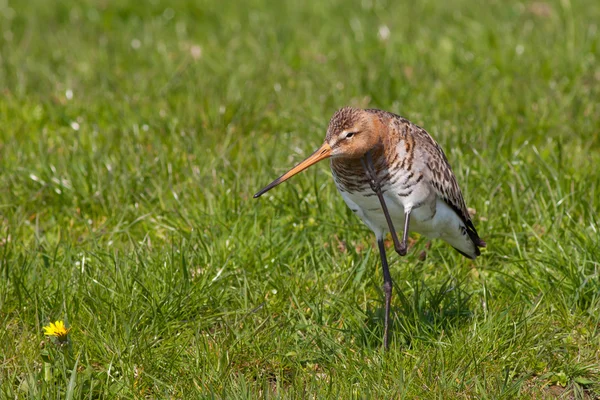 Black tailed Godwit Scratching its head — Stock Photo, Image