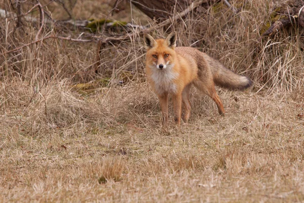 stock image A fox (vulpes vulpes) in its natural habitat