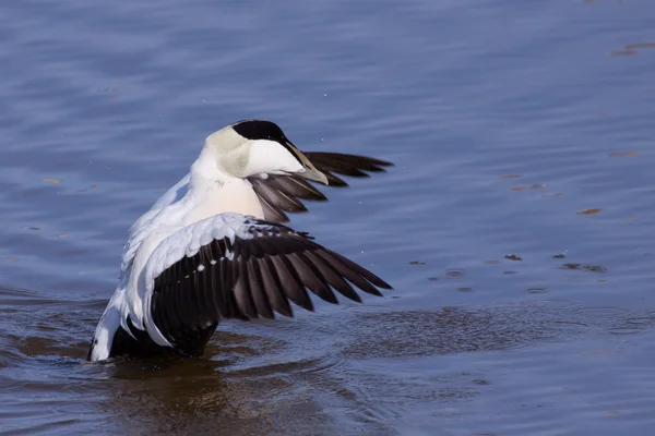 Eider stretching in water — Stock Photo, Image