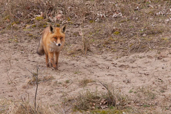 A fox (vulpes vulpes) in its natural habitat — Stock Photo, Image