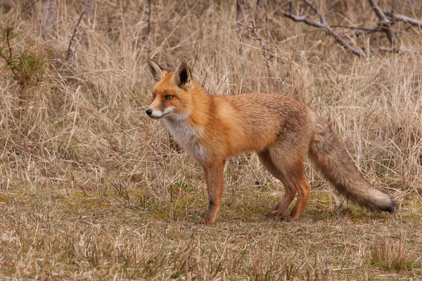 En räv (vulpes vulpes) i sin naturliga miljö — Stockfoto