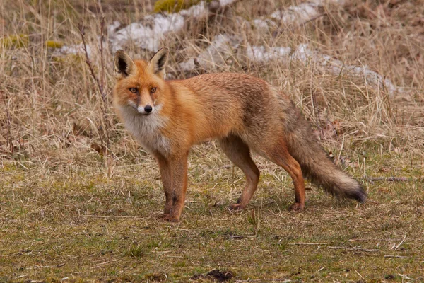 stock image A fox (vulpes vulpes) in its natural habitat