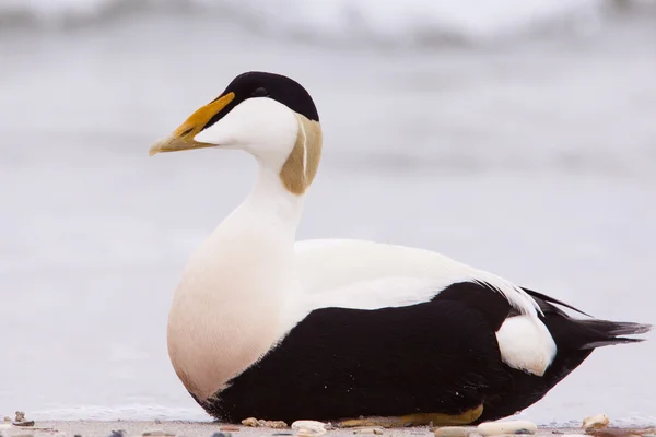 Eider macho em uma praia — Fotografia de Stock