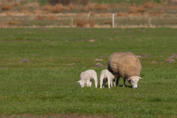 Oveja madre con dos corderos en un prado — Foto de Stock