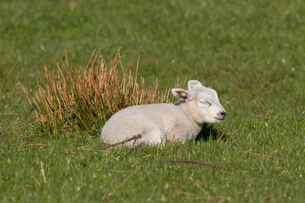 Kleines Lamm schläft auf einer Wiese — Stockfoto