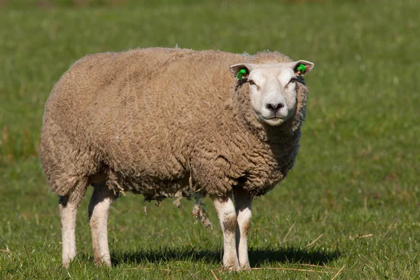 Owce stoi na łące — Zdjęcie stockowe