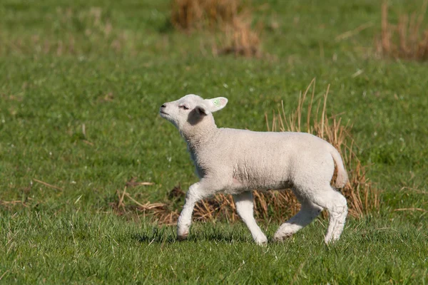 Little lamb walking with its chin up high — Stock Photo, Image