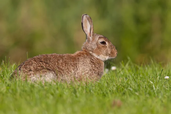 Coniglio selvatico europeo che posa in un campo erboso — Foto Stock