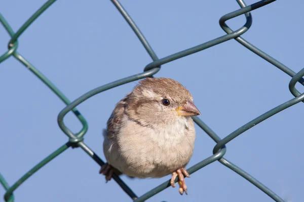 House Sparrow in a fence — Stock Photo, Image