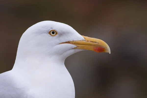 Portrait of a Lesser Black-backed Gull — Stock Photo, Image