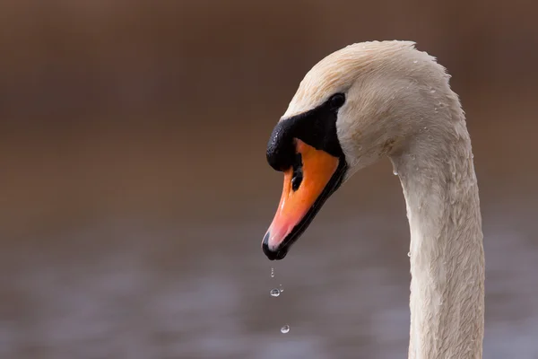 Mute Swan med dråber, der kommer af sit næb - Stock-foto