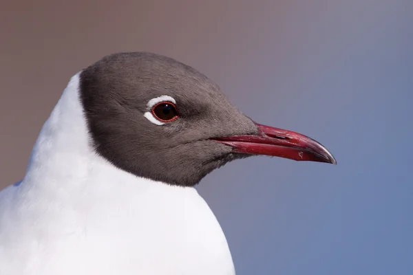 Retrato de gaivota de cabeça preta — Fotografia de Stock