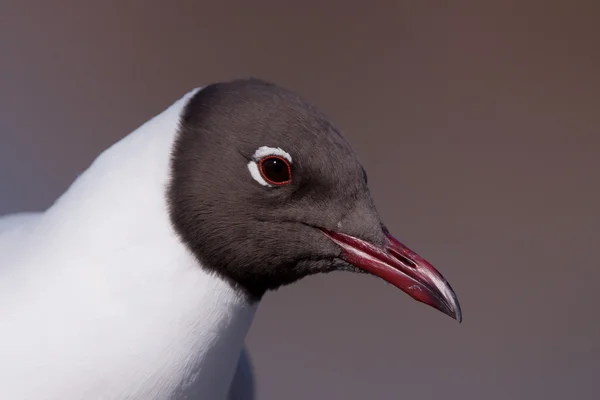 Black headed gull portrait — Zdjęcie stockowe