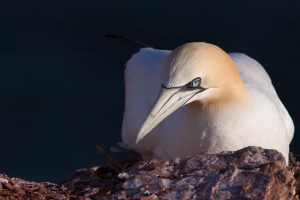 Nahaufnahme eines Basstölpels auf seinem Nest — Stockfoto