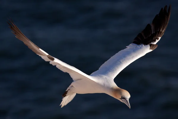 海の上を飛んでカツオドリ — ストック写真