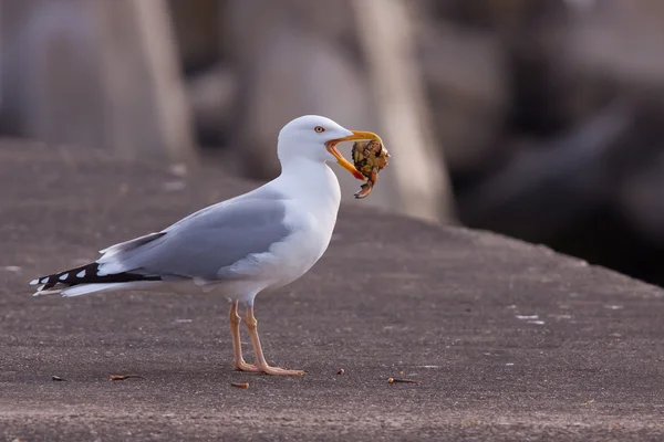 A gull with a crab in its beak — Stock Photo, Image