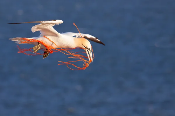 Gannet voando com uma corda laranja em seu bico — Fotografia de Stock