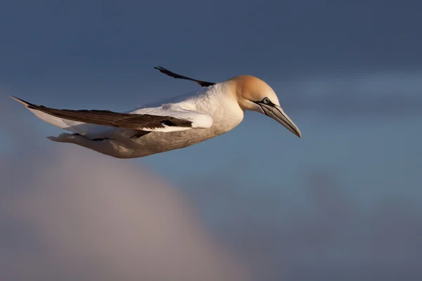 Gannet en vuelo — Foto de Stock