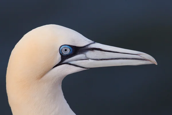 Retrato de gannet — Fotografia de Stock