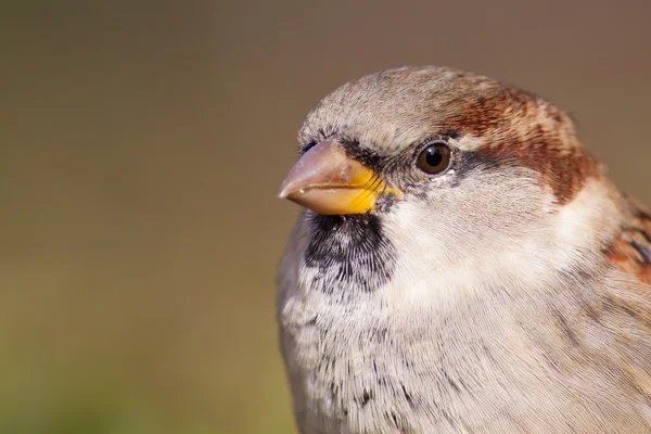 Foto Male House Sparrow — Stok Foto